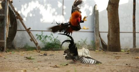 conditioning guide for cockfighting|21.